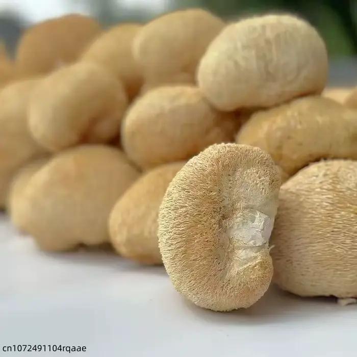 Champignons de crinière de lion séchés de qualité supérieure, 5-8 cm |   Champignons Hericium Erinaceus Naturels pour la Fabrication de Savons de Beauté et la Décoration de Mariage et de Maison
