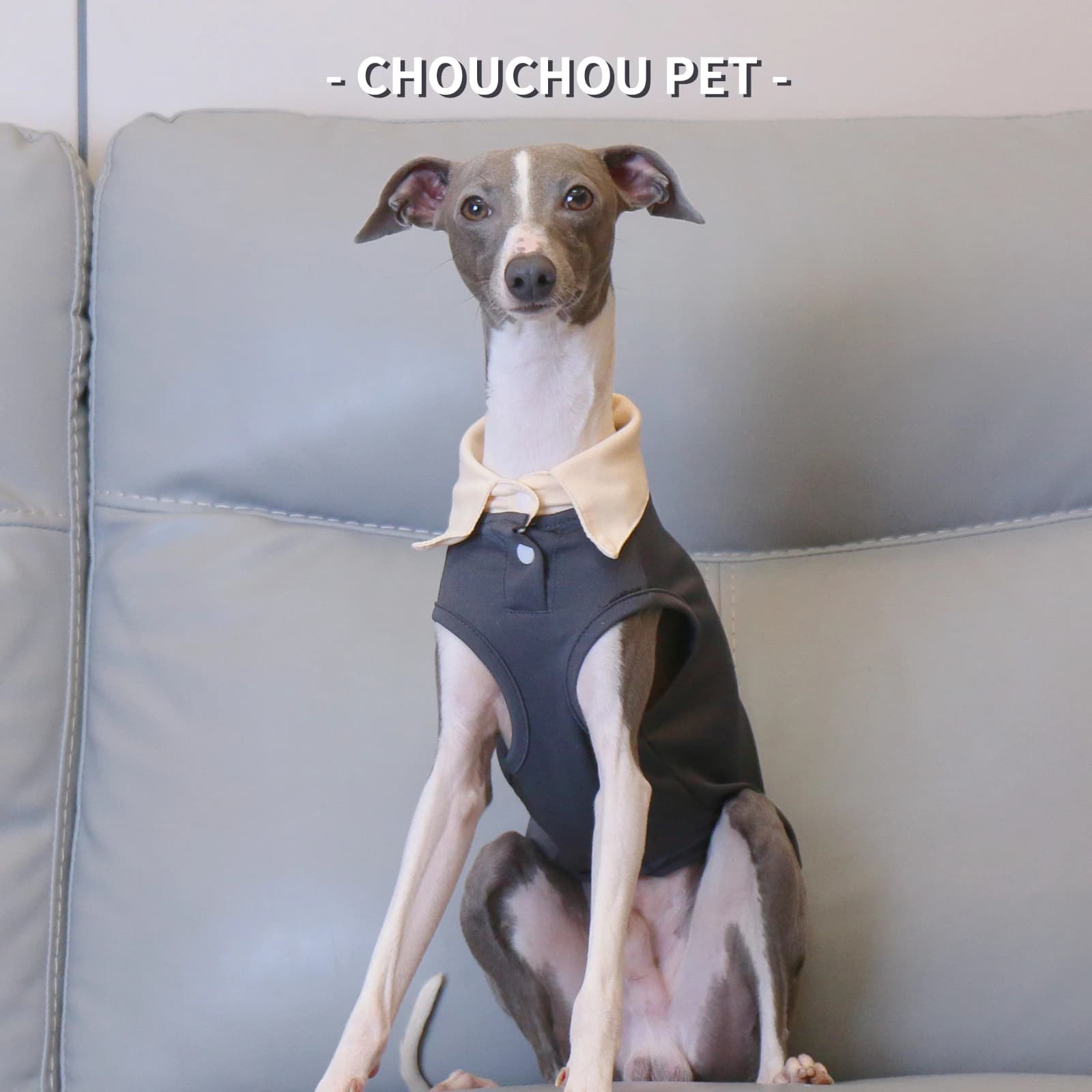 Polo d'été pour animaux de compagnie, lévrier italien, Whippet, lévrier, gris