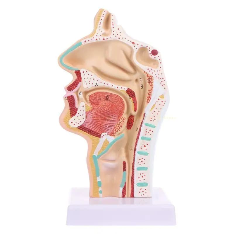 Outil d'enseignement modèle médical d'anatomie cavité nasale anatomique humaine