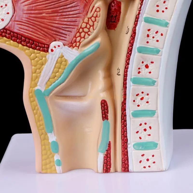 Outil d'enseignement modèle médical d'anatomie cavité nasale anatomique humaine