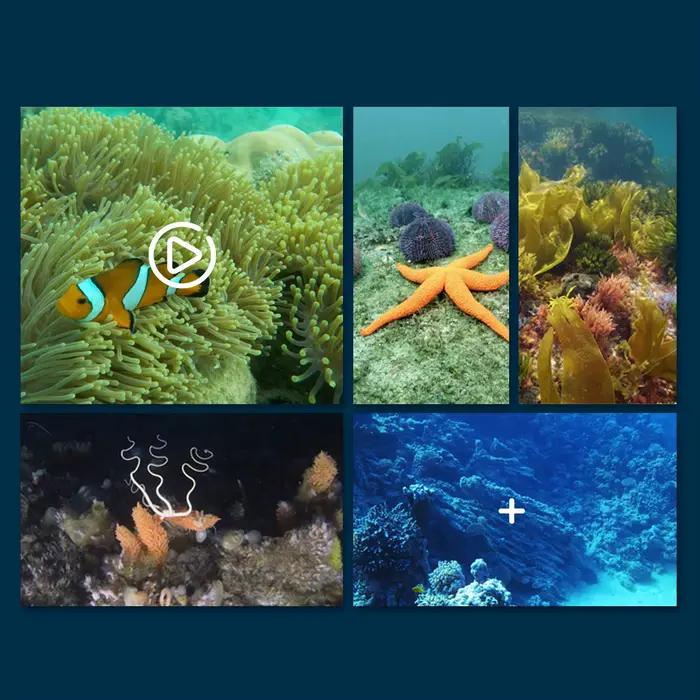 Caméra sous-marine RAYS